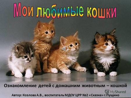 Ознакомление детей с домашним животным – кошкой Автор: Козлова А.В., воспитатель МДОУ ЦРР 2 «Сказка» г.Пущино.