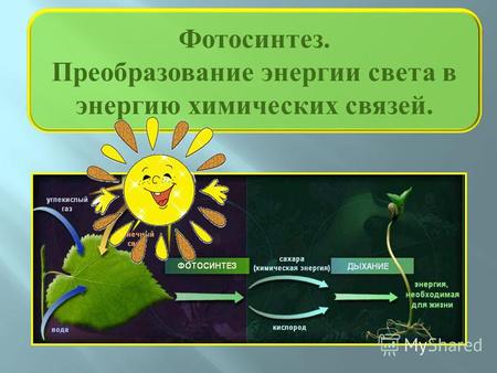 Фотосинтез. Преобразование энергии света в энергию химических связей.