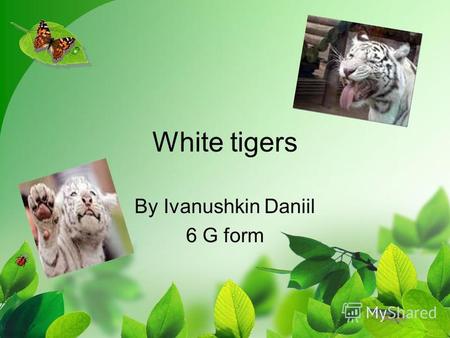White tigers By Ivanushkin Daniil 6 G form. The white tigers live in India, in Butan, in Nepal. There arent many white tigers in the world. They need.