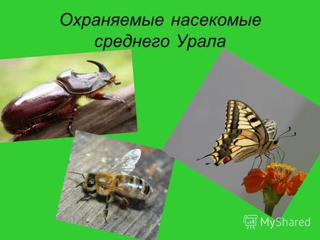 Охраняемые насекомые среднего Урала. Кузнечики выбирают места с высоким травостоем: понижения, балки, опушки колков, луга. Повсеместно встречаются зеленые.