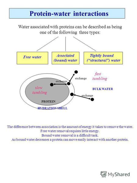 Protein-water interactions Water associated with proteins can be described as being one of the following three types: Free water Associated (bound) water.