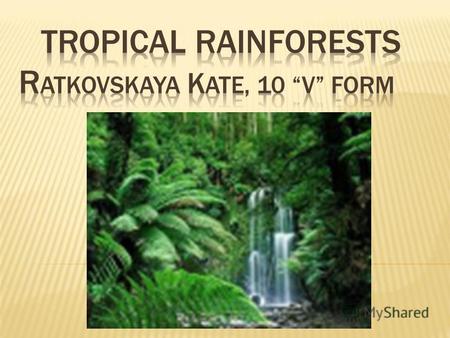 Tropical rainforests grow in the hot, humid places near the Equator. The plants and trees in the rainforest grow to different heights.