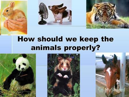 How should we keep the animals properly?. [әe][әe][әe][әe] a cat a cat.