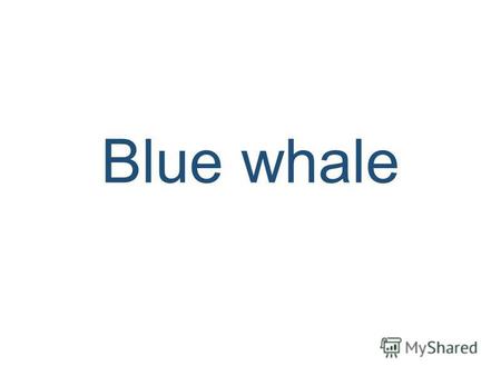 Blue whale Length:24-33 meters Weight:120-180 tonnes Average life span: 80-90 years Protection status: Endangered.