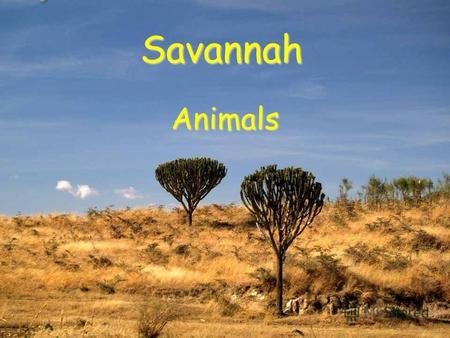 Savannah Animals. A savannah is an area where there is tall grass. Few trees and lots of wild life. Nature on savannah is very coloured. People also live.