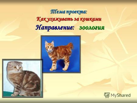 Тема проекта: Как ухаживать за кошками Направление: зоология.