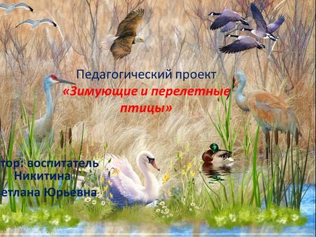 Педагогический проект «Зимующие и перелетные птицы» Автор: воспитатель Никитина Светлана Юрьевна.