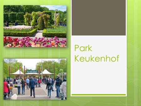 Park Keukenhof. Keukenhof - the Royal flower Park in the Netherlands. Also known as the Garden of Europe. Located almost on the coast between Amsterdam.