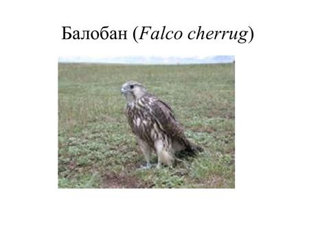 Балобан (Falco cherrug). Систематическое положение Царство: Животные Тип: Хордовые Подтип: Позвоночные Класс: Птицы Подкласс: Новонёбные Отряд: Соколообразные.