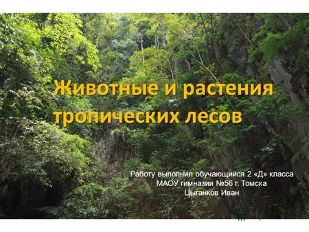 Животные и растения тропических лесов Работу выполнил обучающийся 2 «Д» класса МАОУ гимназии 56 г. Томска Цыганков Иван.