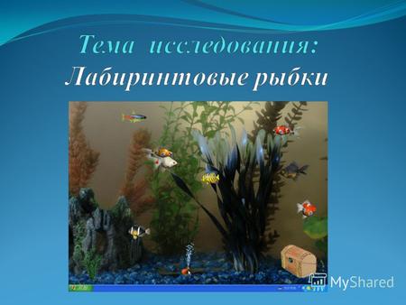 поиск ответа на вопрос «Влияет ли строение лабиринтовых рыбок на их жизнь в искусственных водоёмах (аквариумах)?» Задачи: Изучить информационные источники.