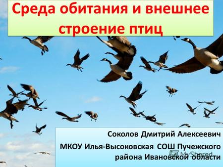 Среда обитания и внешнее строение птиц Соколов Дмитрий Алексеевич МКОУ Илья-Высоковская СОШ Пучежского района Ивановской области Соколов Дмитрий Алексеевич.