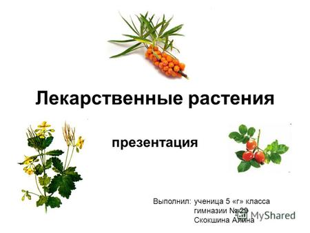 Лекарственные растения. Выполнил: ученица 5 «г» класса гимназии 29 Скокшина Алина.