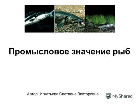 Промысловое значение рыб Автор: Игнатьева Светлана Викторовна.