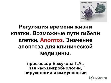 Регуляция времени жизни клетки. Возможные пути гибели клетки. Апоптоз. Значение апоптоза для клинической медицины. профессор Бажукова Т.А., зав.каф.микробиологии,