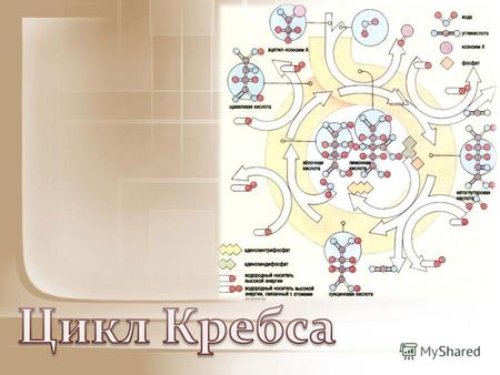 Цикл Кребса Цикл Кребса это ключевой этап дыхания всех клеток, использующих кислород, центр пересечения множества метаболических путей в организме.