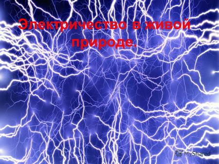 Электричество в живой природе.. История открытия электрического явления Впервые на электрический заряд обратил внимание Фалес Милетский за 600 лет до.