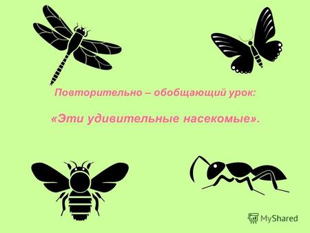 Повторительно – обобщающий урок: «Эти удивительные насекомые».