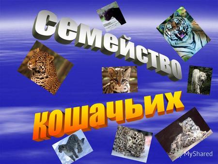 Кошачьи семейство млекопитающих отряда хищных. Наиболее специализированные из хищников, приспособленные к добыванию животной пищи путём подкрадывания,