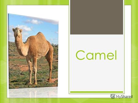 Camel. In our zoo you can get closer to camels. There are two camels in our zoo. One camel is big and old. It is 73 years old.
