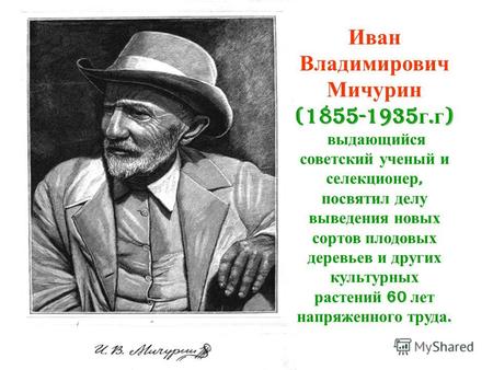 Иван Владимирович Мичурин (1855-1935 г. г ) выдающийся советский ученый и селекционер, посвятил делу выведения новых сортов плодовых деревьев и других.