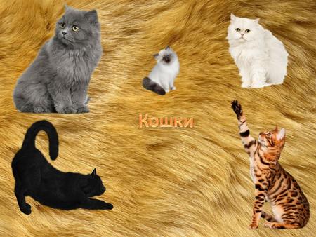Ко́шка домашнее животное, одно из наиболее популярных «животных-компаньонов». Домашняя кошка млекопитающее семейства кошачьих отряда хищных.