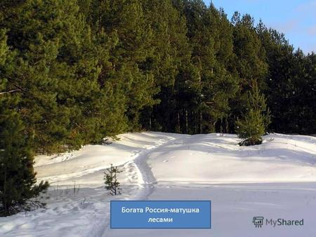Богата Россия-матушка лесами. Природные зоны России Протянулись они широкой полосой с севера на юг, с запада на восток.