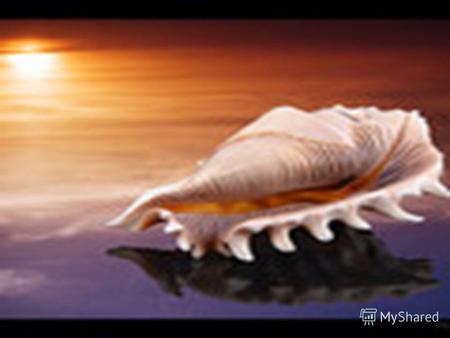 Морское путешествие Рапан - до 15 см., самая крупная улитка Чёрного моря и один самых свирепых его хищников - поедает двустворчатых моллюсков. Из- за.