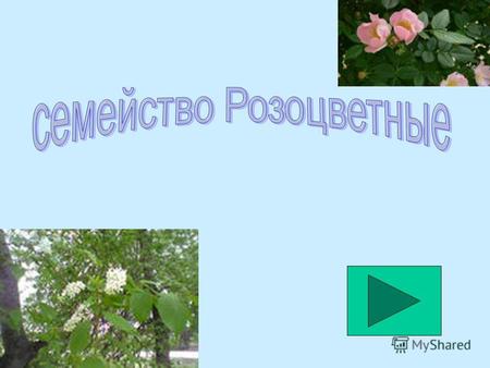 Формула цветка у растений семейства Розоцветные: а) Ч (5) Л (5) Т 5 П 1 б) Ч 2+2 Л 4 Т 2+4 П 1 в) Ч 5 Л 5 Т мн П 1 г) Ч (5) Л 5 Т (9) П 1.
