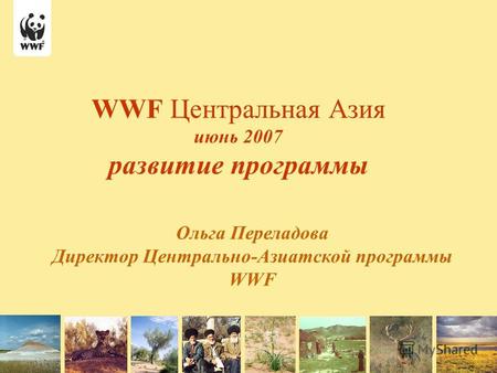 WWF Центральная Азия июнь 2007 развитие программы Ольга Переладова Директор Центрально-Азиатской программы WWF.