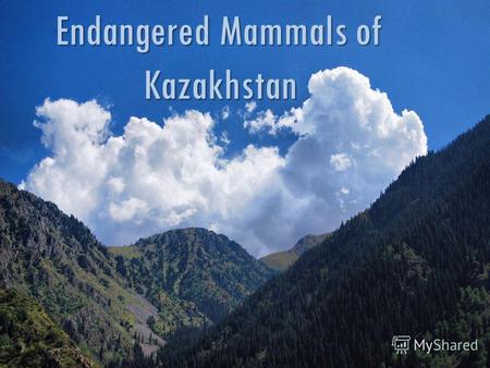 Endangered Mammals of Kazakhstan. 