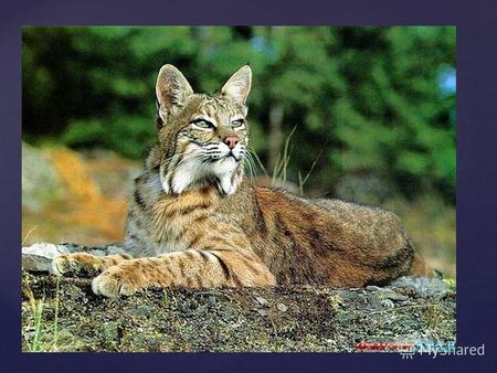 { Рысь. РЫСЬ (Felis lynx) принадлежит к типичным обитателям тайги, отчасти смешанных и горных лесов. По лесной зоне она далеко заходит к северу, где зимой.