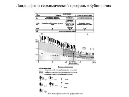 Ландшафтно-геохимический профиль «Буйновичи». Ландшафтно-геохимический профиль «Белое Болото»