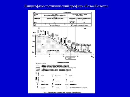 Ландшафтно-геохимический профиль «Белое Болото». H/Э/e – H/TЭ/e – H/TA/e – H--H-Fe/TC/fg – H-Fe/C/fg Геосистема краевой зоны болота Геосистема краевой.