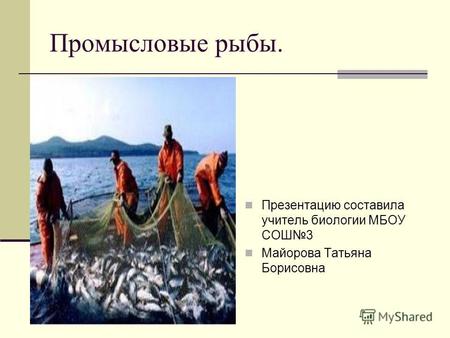 Промысловые рыбы. Презентацию составила учитель биологии МБОУ СОШ3 Майорова Татьяна Борисовна.