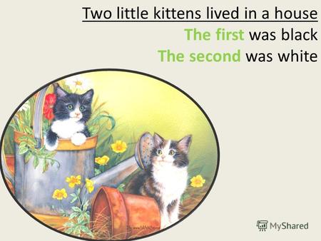 Two little kittens lived in a house The first was black The second was white.