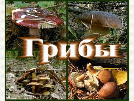 Всего известно около видов грибов Всего известно около видов грибов Первые грибы появились около 2 миллионов лет назад.
