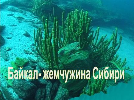 Байкал – территория Всемирного природного наследия В 1996 году Байкал был внесен в список Всемирного наследия ЮНЕСКО.