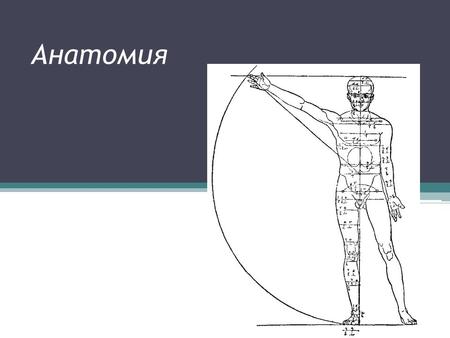 Анатомия Наука. Анатомия человека (от др.-греч. νατομή рассечение < др.-греч. νάсверху и др.- греч. τομή, tomé разрезание) раздел биологии, изучающий морфологию.