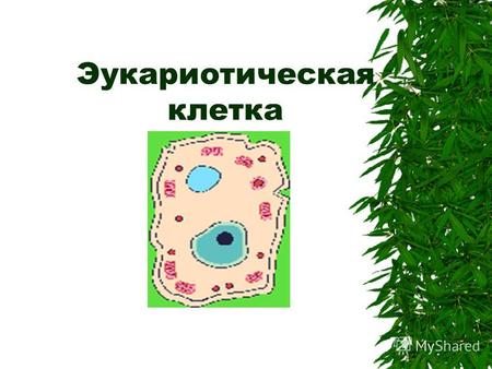 Эукариотическая клетка. Строение клетки Органоиды цитоплазмы.