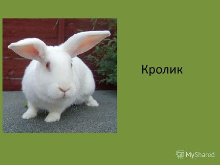 Кролик Домашний кролик Домашний кролик это одомашненная разновидность дикого (европейского) кролика. Домашние кролики отличаются от своих диких предков.