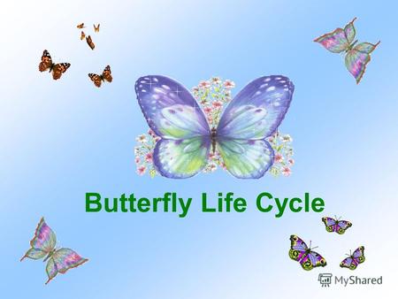 Butterfly Life Cycle. This butterfly is laying eggs on parsley.