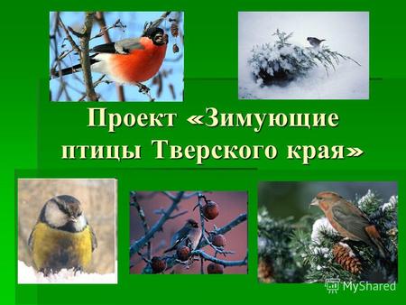 Зимующие птицы: какие пернатые остаются зимовать