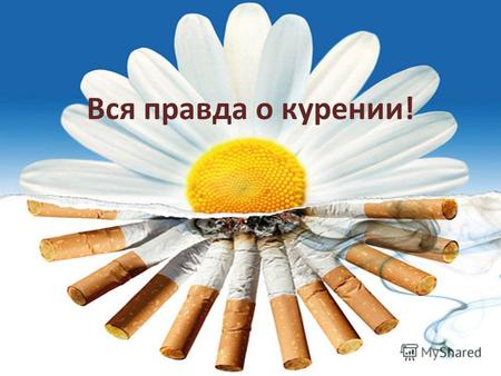 Вся правда о курении!. Из истории табака: До конца XV века это растение не было известно никому, кроме коренных жителей американского континента. Со второй.
